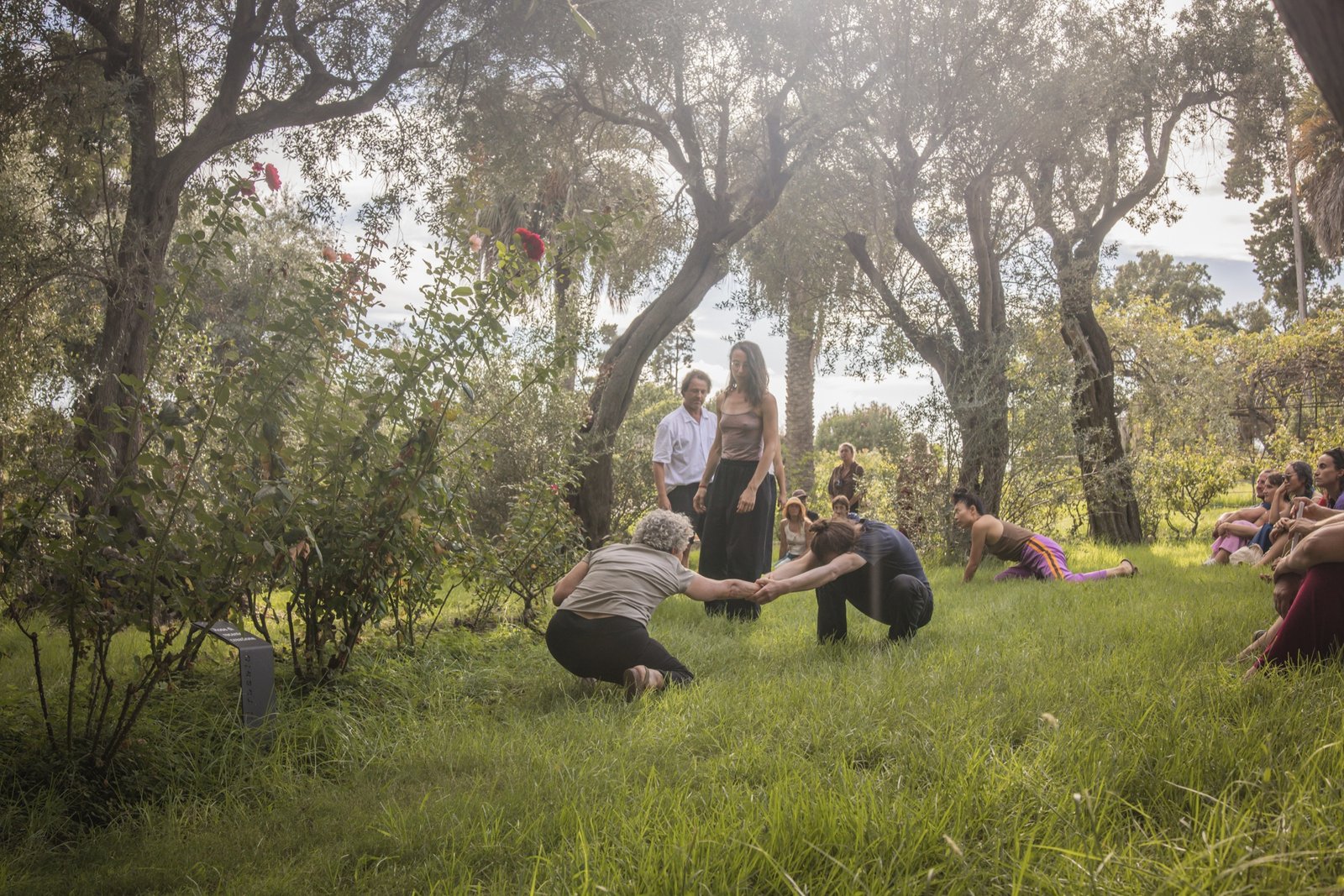 Participants stretching hand in hand on the grass of an olive garden, other dancers watching